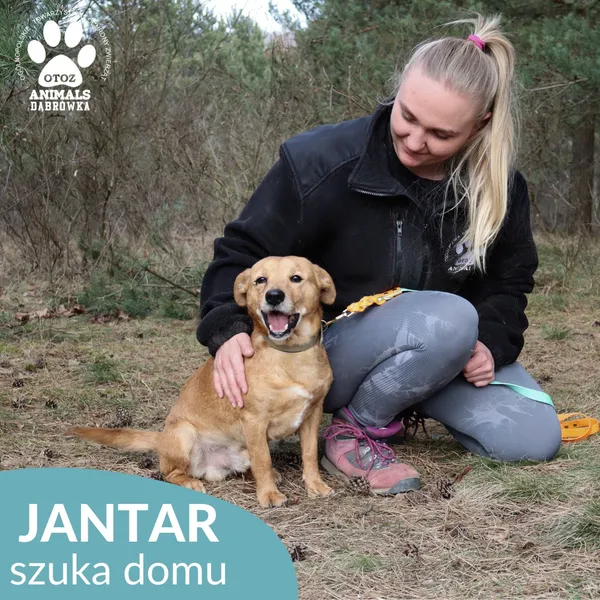 Pies do adopcji, Dąbrówka, 27 marca 2026 (2/4)