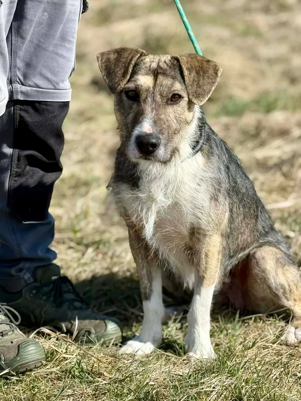 Pies do adopcji, Jelenia Góra, 7 marca 2026 (2/3)