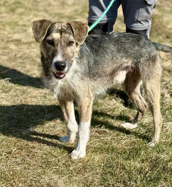 Pies do adopcji, Jelenia Góra, 7 marca 2026 (3/3)