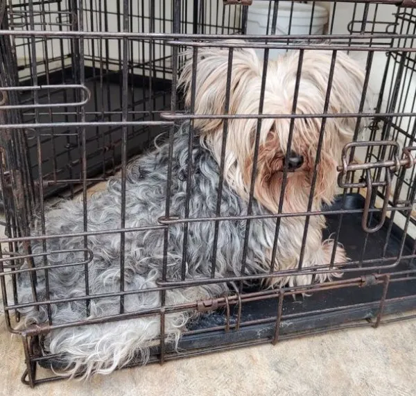 Znaleziono psa, Radom, 27 marca 2026