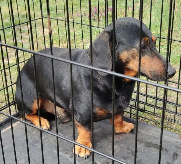 Znaleziono psa, Radom, 27 marca 2026