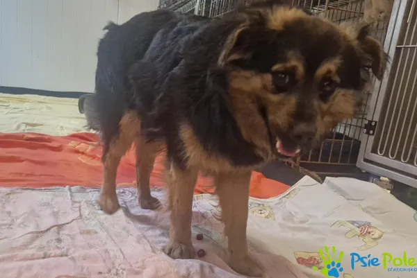 Znaleziono psa, Racławice, 16 marca 2026 (1/5)