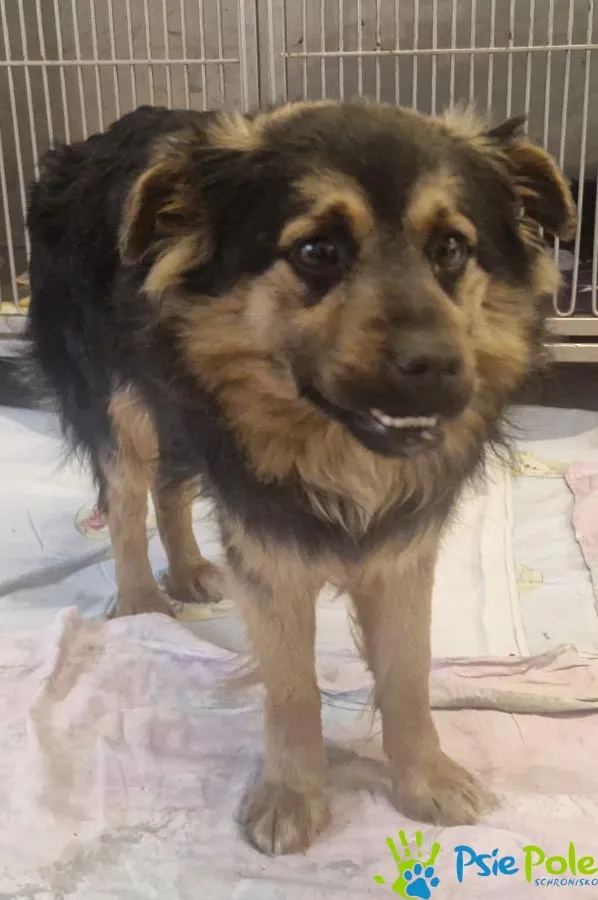 Znaleziono psa, Racławice, 16 marca 2026 (2/5)