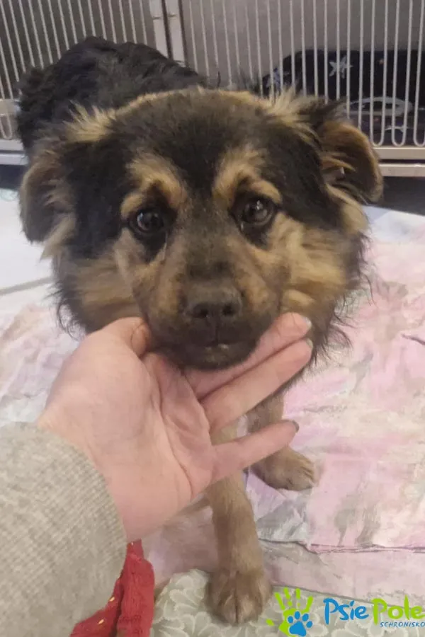 Znaleziono psa, Racławice, 16 marca 2026 (3/5)