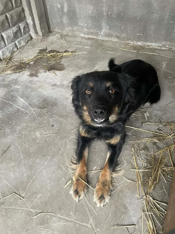 Pies do adopcji, Zgierz, 27 marca 2026 (1/3)