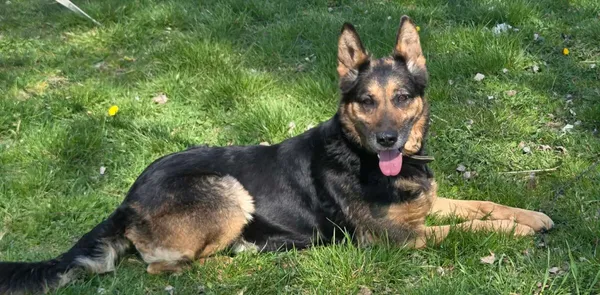 Pies do adopcji, Zgierz, 27 marca 2026 (1/5)