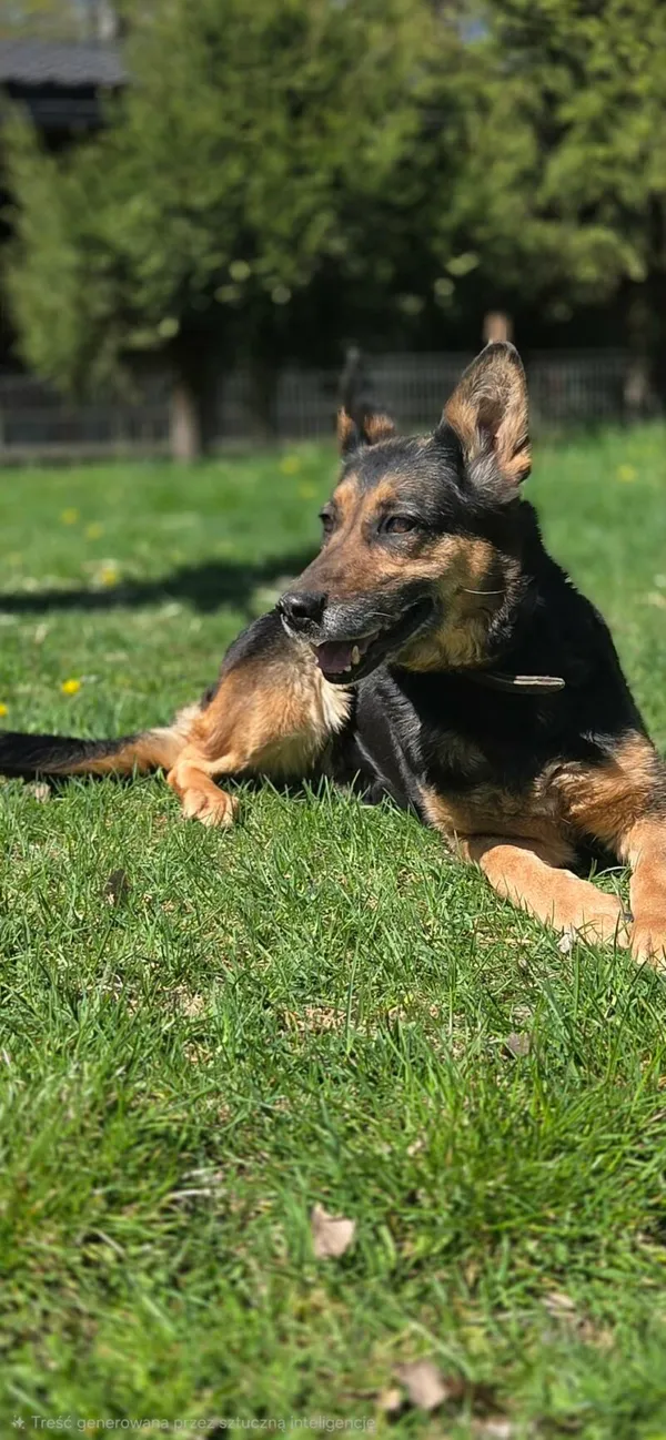 Pies do adopcji, Zgierz, 27 marca 2026 (2/5)