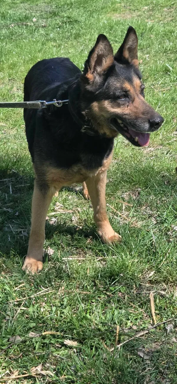 Pies do adopcji, Zgierz, 27 marca 2026 (3/5)