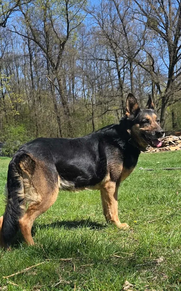 Pies do adopcji, Zgierz, 27 marca 2026 (4/5)