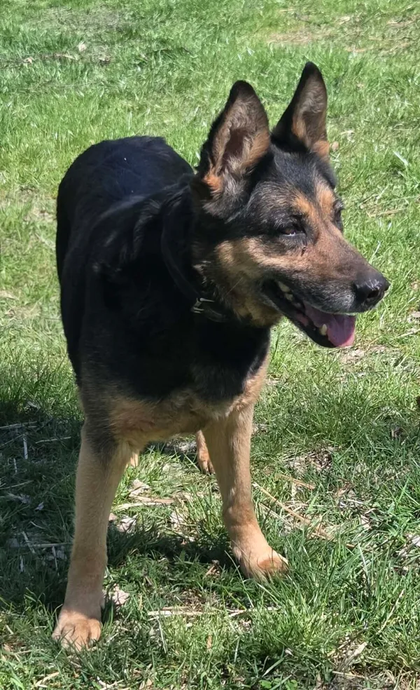 Pies do adopcji, Zgierz, 27 marca 2026 (5/5)