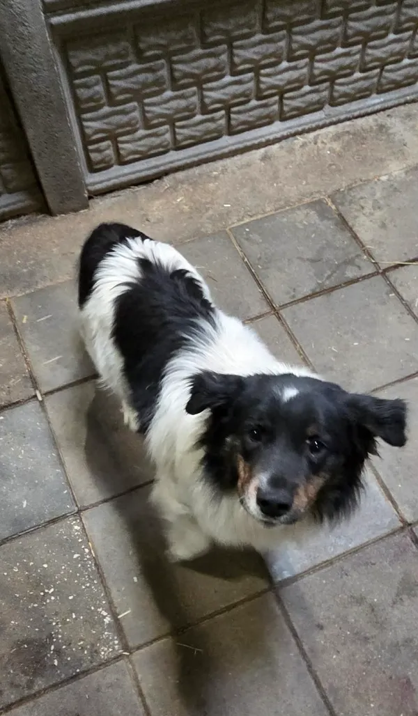 Pies do adopcji, Zgierz, 27 marca 2026 (4/5)