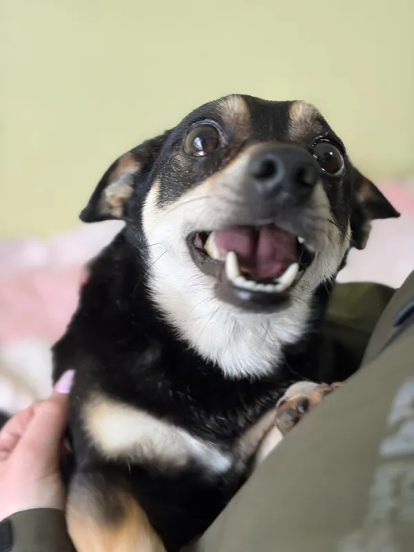 Pies do adopcji, Bełchatów, 25 lutego 2026 (1/5)