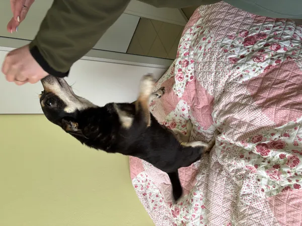 Pies do adopcji, Bełchatów, 25 lutego 2026 (4/5)