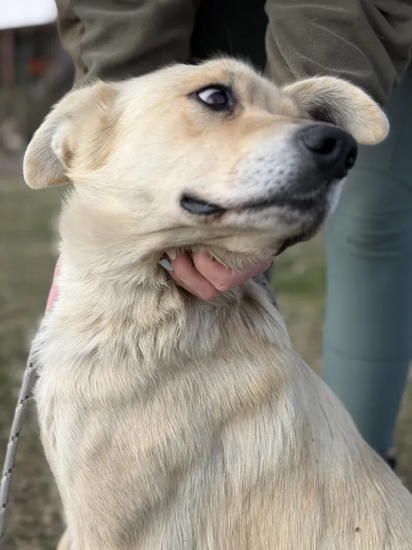 Pies do adopcji, Bełchatów, 28 lutego 2026 (2/5)