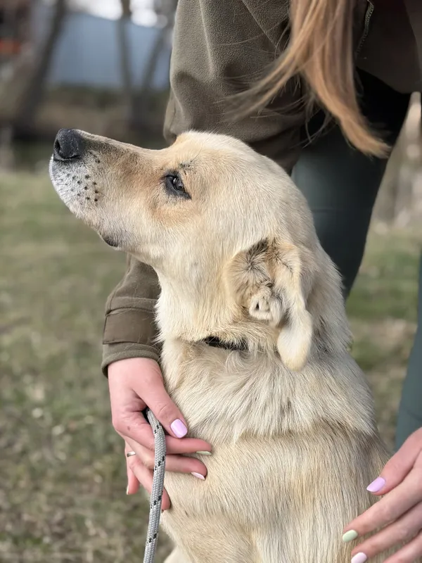 Pies do adopcji, Bełchatów, 28 lutego 2026 (3/5)