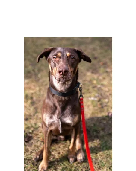 Pies do adopcji, Wrocław, 17 marca 2026