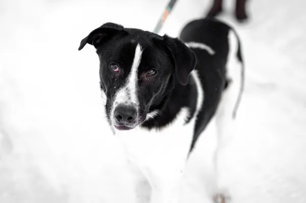 Oddam psa, Olsztyn, Grunwaldzkie, 28 marca 2026 (1/4)