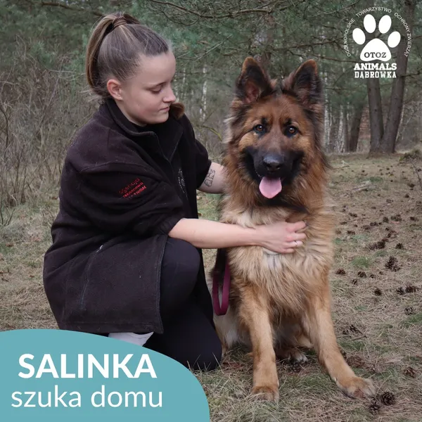 Pies do adopcji, Dąbrówka, 28 marca 2026 (1/4)