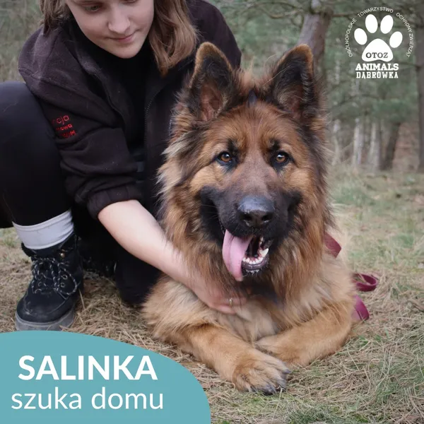 Pies do adopcji, Dąbrówka, 28 marca 2026 (4/4)