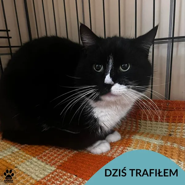 Znaleziono kota, Gdynia, 18 marca 2026