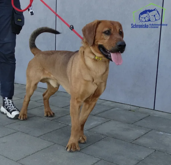 Znaleziono psa, Szczecin, 28 marca 2026 (1/2)