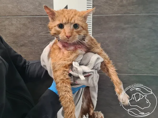 Znaleziono kota, Chełmek, 28 marca 2026