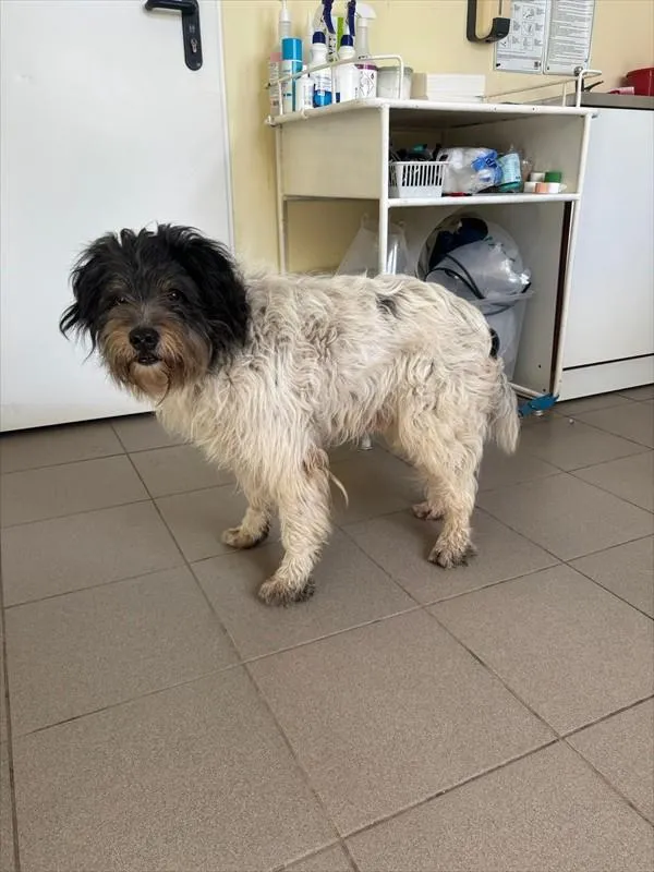 Pies do adopcji, Choszczno, 27 marca 2026