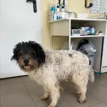 Pies do adopcji