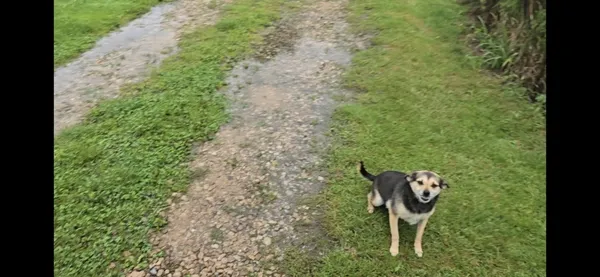 Zaginął pies, Łódź, 28 marca 2026