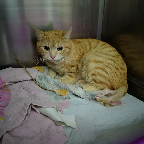 Znaleziono kota, Lublin, 28 marca 2026