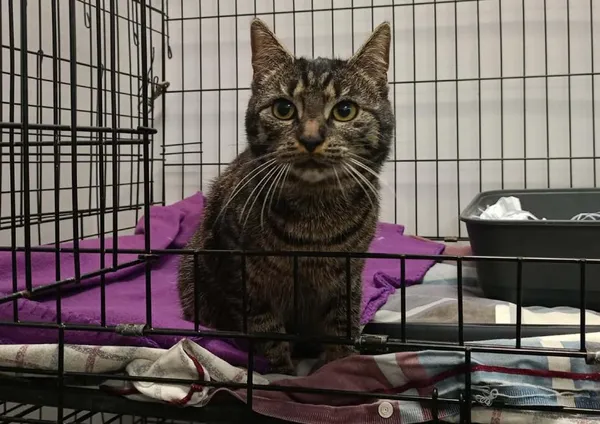 Znaleziono kota, Toruń, 25 marca 2026