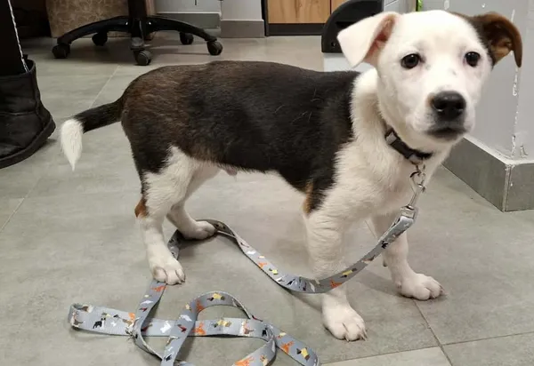 Znaleziono psa, Toruń, 25 marca 2026