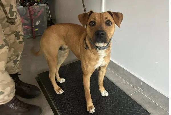 Znaleziono psa, Toruń, 23 marca 2026