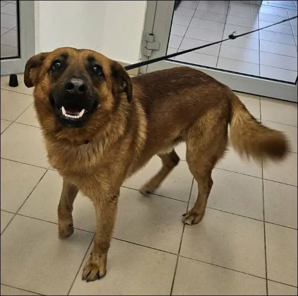 Znaleziono psa, Grudziądz, 28 marca 2026