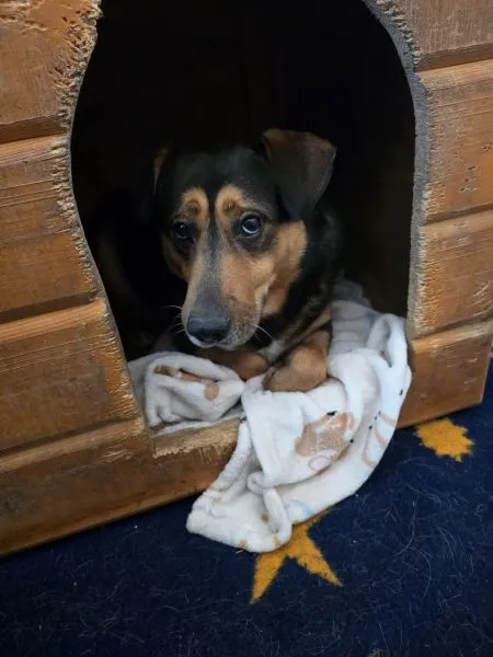 Pies do adopcji, Radom, 25 lutego 2026