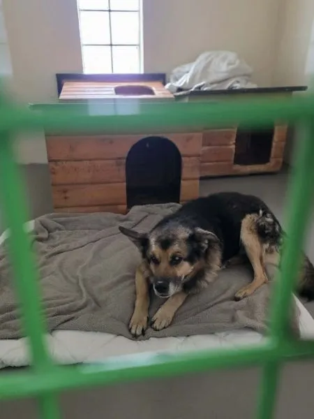 Pies do adopcji, Radom, 19 lutego 2026