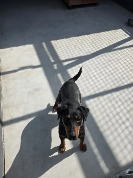 Pies do adopcji, Radom, 15 lutego 2026