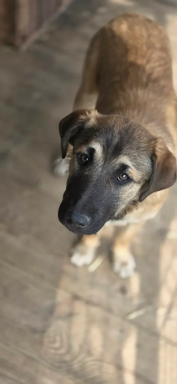 Pies do adopcji, Zgierz, 26 marca 2026 (1/5)