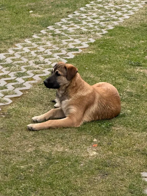 Pies do adopcji, Zgierz, 26 marca 2026 (3/5)