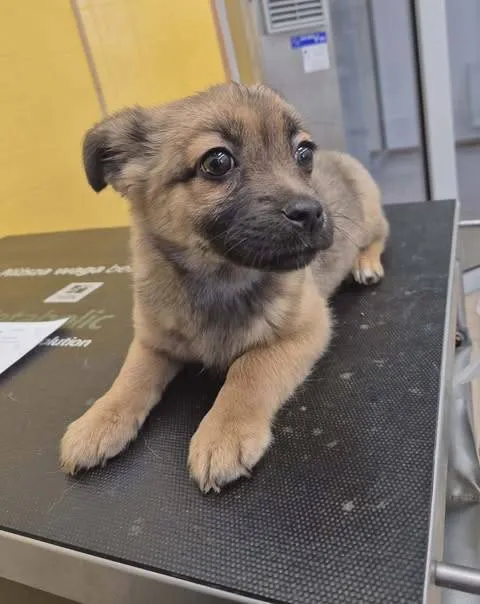 Znaleziono psa, Grudziądz, 28 marca 2026