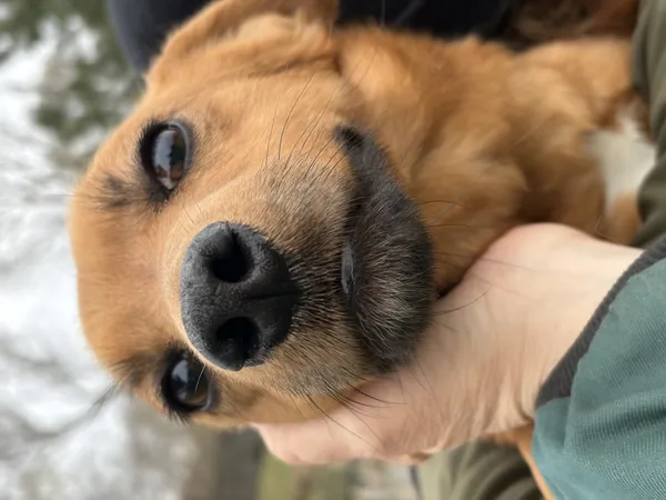 Pies do adopcji, Bełchatów, 2 marca 2026 (2/5)