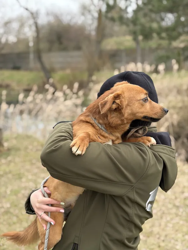 Pies do adopcji, Bełchatów, 2 marca 2026 (3/5)