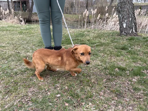 Pies do adopcji, Bełchatów, 2 marca 2026 (4/5)