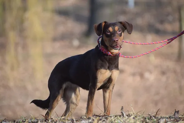 Znaleziono psa, Toruń, 2 marca 2026