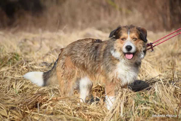 Znaleziono psa, Toruń, 26 lutego 2026