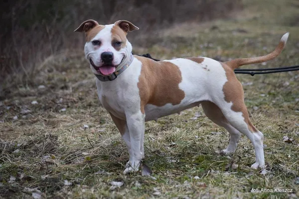 Znaleziono psa, Toruń, 27 stycznia 2026