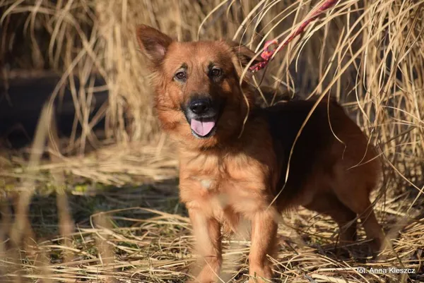 Znaleziono psa, Toruń, 11 lutego 2026