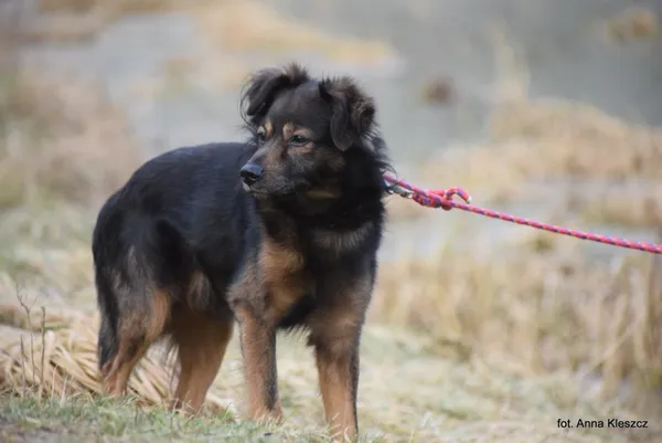 Znaleziono psa, Toruń, 6 lutego 2026