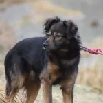 Znaleziono psa