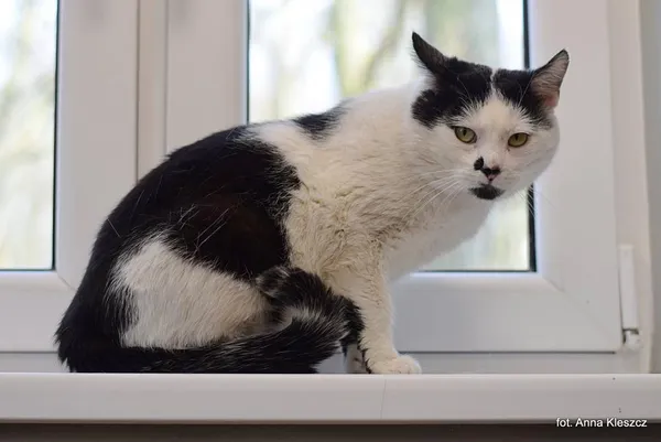 Znaleziono kota, Toruń, 21 lutego 2026